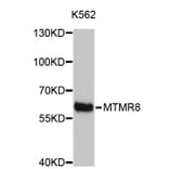 Western Blot - Anti-MTMR8 Antibody (A4834) - Antibodies.com