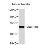 Western Blot - Anti-ACTR3B Antibody (A4889) - Antibodies.com