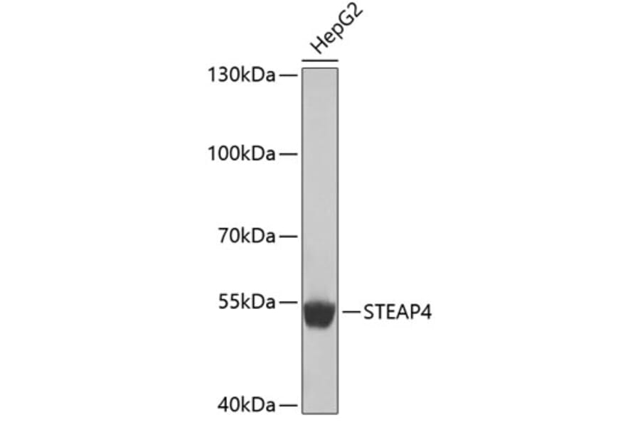 Western Blot - Anti-STEAP4 Antibody (A4978) - Antibodies.com