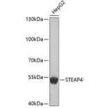 Western Blot - Anti-STEAP4 Antibody (A4978) - Antibodies.com