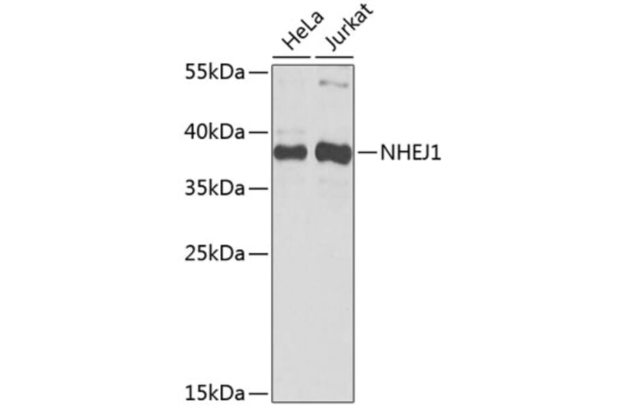 Western Blot - Anti-NHEJ1 Antibody (A4985) - Antibodies.com