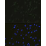 Immunofluorescence - Anti-NHEJ1 Antibody (A4985) - Antibodies.com