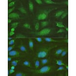 Immunofluorescence - Anti-NHEJ1 Antibody (A4985) - Antibodies.com
