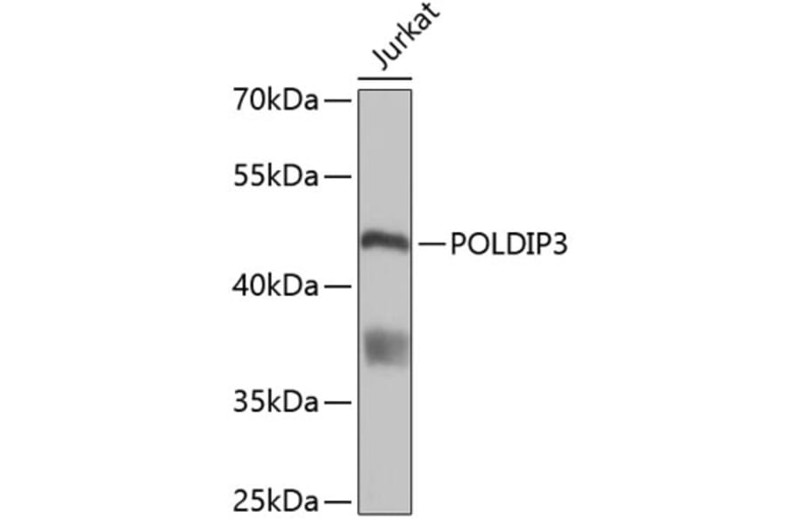 Western Blot - Anti-POLDIP3 Antibody (A5048) - Antibodies.com