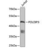 Western Blot - Anti-POLDIP3 Antibody (A5048) - Antibodies.com
