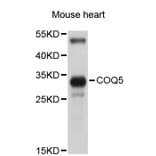 Western Blot - Anti-COQ5 Antibody (A5050) - Antibodies.com