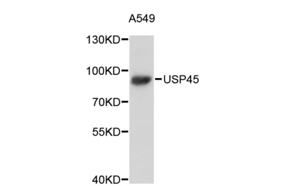 Western Blot - Anti-USP45 Antibody (A5074) - Antibodies.com