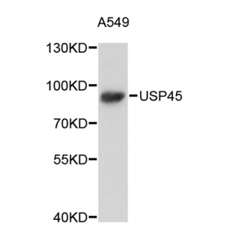 Western Blot - Anti-USP45 Antibody (A5074) - Antibodies.com