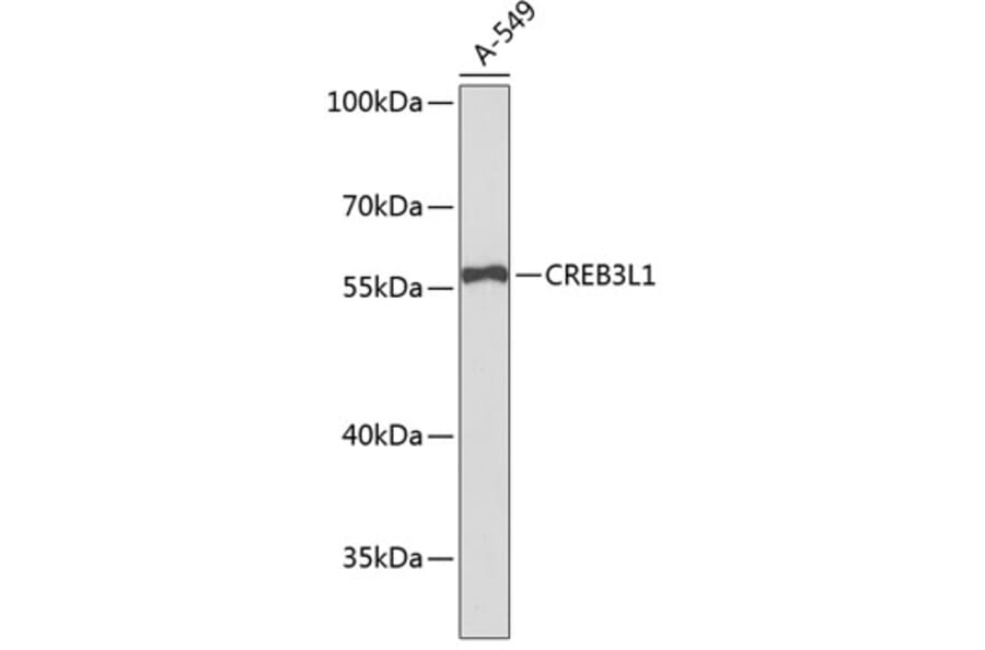 Western Blot - Anti-CREB3L1 Antibody (A5082) - Antibodies.com