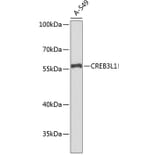 Western Blot - Anti-CREB3L1 Antibody (A5082) - Antibodies.com