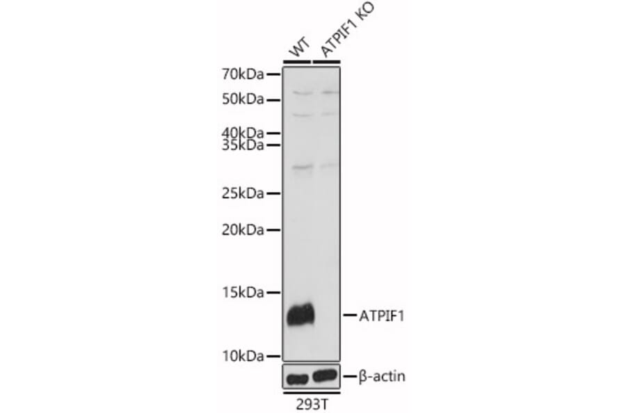 Western Blot - Anti-ATPase Inhibitory Factor 1/IF1 Antibody (A11808) - Antibodies.com