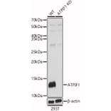 Western Blot - Anti-ATPase Inhibitory Factor 1/IF1 Antibody (A11808) - Antibodies.com