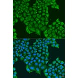 Immunofluorescence - Anti-ATPase Inhibitory Factor 1/IF1 Antibody (A11808) - Antibodies.com