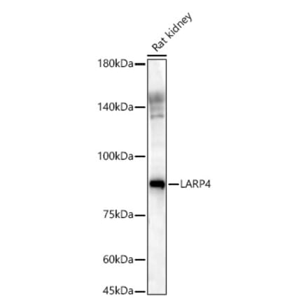 Western Blot - Anti-LARP4 Antibody (A11809) - Antibodies.com