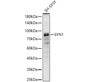 Western Blot - Anti-Synapsin I Antibody (A11819) - Antibodies.com