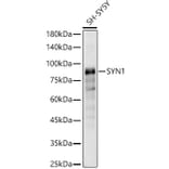Western Blot - Anti-Synapsin I Antibody (A11819) - Antibodies.com