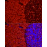 Immunofluorescence - Anti-Synapsin I Antibody (A11819) - Antibodies.com