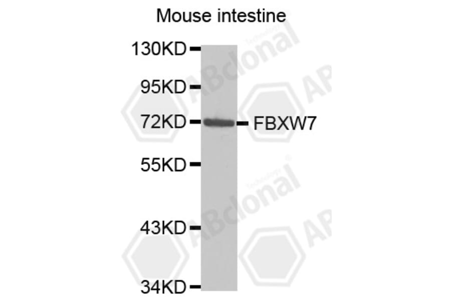 Western Blot - Anti-FBXW7 Antibody (A5273) - Antibodies.com