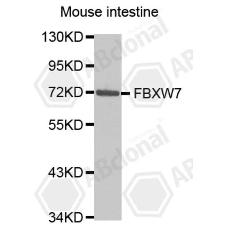 Western Blot - Anti-FBXW7 Antibody (A5273) - Antibodies.com
