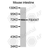 Western Blot - Anti-FBXW7 Antibody (A5273) - Antibodies.com