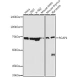 Western Blot - Anti-RACGAP1/MGCRACGAP Antibody (A11823) - Antibodies.com