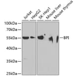 Western Blot - Anti-BPI Antibody (A11825) - Antibodies.com