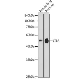 Western Blot - Anti-LTBR Antibody (A11826) - Antibodies.com