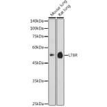 Western Blot - Anti-LTBR Antibody (A11826) - Antibodies.com