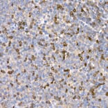 Immunohistochemistry - Anti-LTBR Antibody (A11826) - Antibodies.com