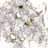 Immunohistochemistry - Anti-CD42a/GP-IX Antibody (A11828) - Antibodies.com