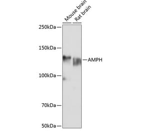 Western Blot - Anti-Amphiphysin Antibody (A11829) - Antibodies.com