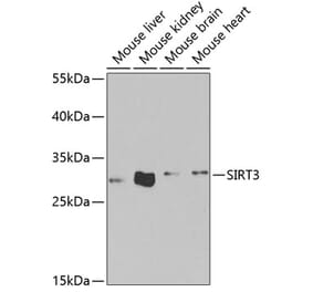 Western Blot - Anti-SIRT3 Antibody (A5419) - Antibodies.com