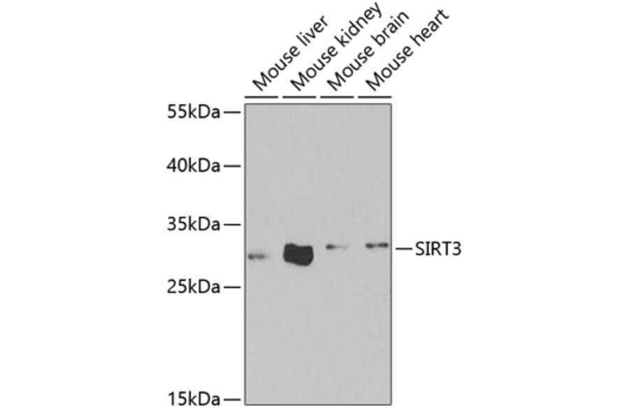Western Blot - Anti-SIRT3 Antibody (A5419) - Antibodies.com