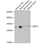 Western Blot - Anti-SIRT3 Antibody (A5419) - Antibodies.com