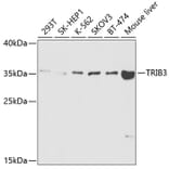 Western Blot - Anti-TRIB3 Antibody (A5424) - Antibodies.com