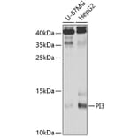 Western Blot - Anti-Elafin/ESI Antibody (A11834) - Antibodies.com