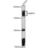 Western Blot - Anti-MERTK Antibody (A11835) - Antibodies.com