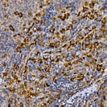 Immunohistochemistry - Anti-MERTK Antibody (A11835) - Antibodies.com