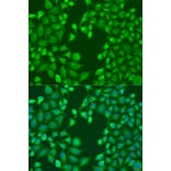 Immunofluorescence - Anti-MERTK Antibody (A11835) - Antibodies.com