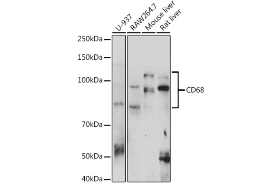 Western Blot - Anti-CD68 Antibody (A11843) - Antibodies.com