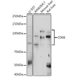 Western Blot - Anti-CD68 Antibody (A11843) - Antibodies.com