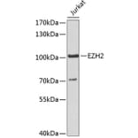 Western Blot - Anti-EZH2 Antibody (A5535) - Antibodies.com