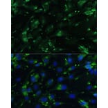 Immunofluorescence - Anti-CGRP-1 Antibody (A11847) - Antibodies.com