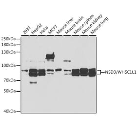Western Blot - Anti-NSD3 Antibody (A11848) - Antibodies.com