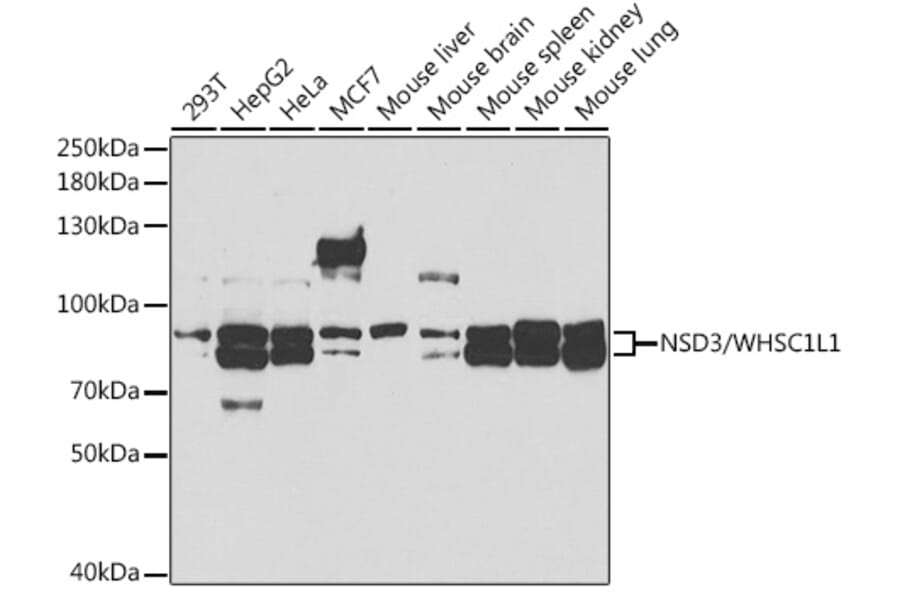Western Blot - Anti-NSD3 Antibody (A11848) - Antibodies.com