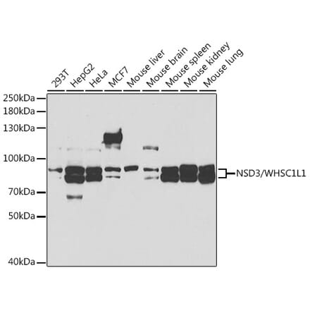 Western Blot - Anti-NSD3 Antibody (A11848) - Antibodies.com