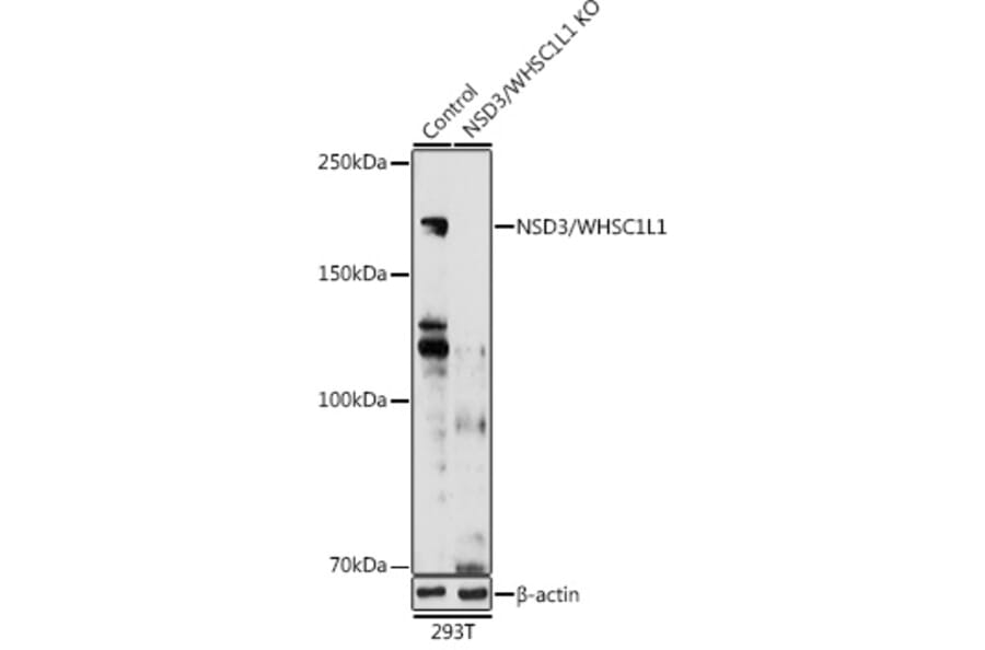 Western Blot - Anti-NSD3 Antibody (A11848) - Antibodies.com