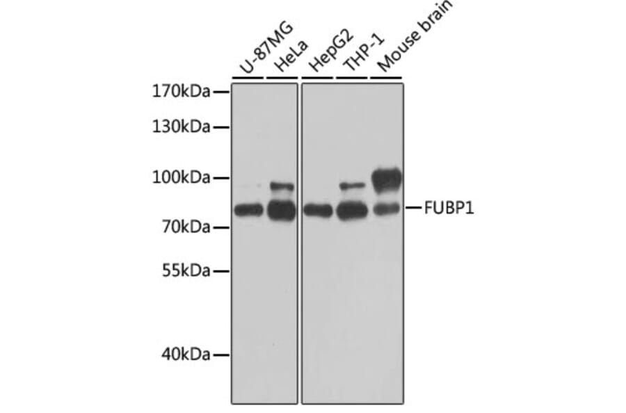 Western Blot - Anti-FUBP1/FBP Antibody (A11849) - Antibodies.com