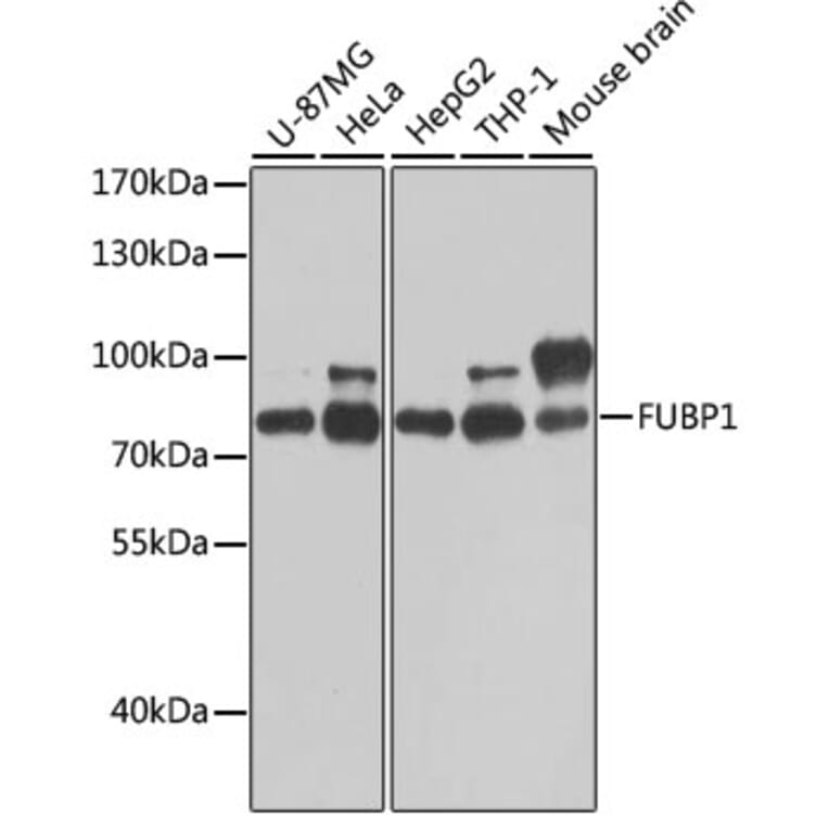 Western Blot - Anti-FUBP1/FBP Antibody (A11849) - Antibodies.com