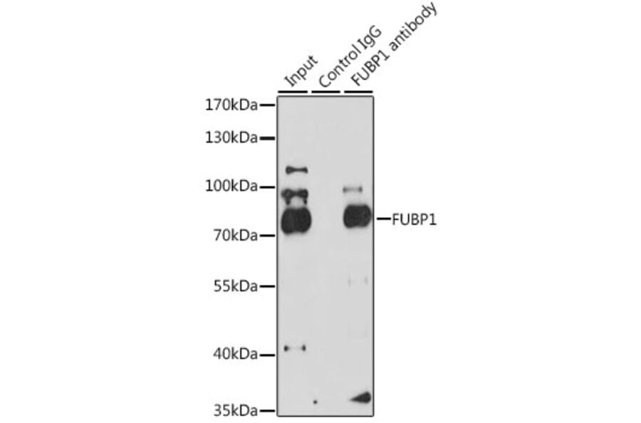 Western Blot - Anti-FUBP1/FBP Antibody (A11849) - Antibodies.com